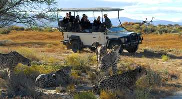 Günübirlik Afrika Safari Turları