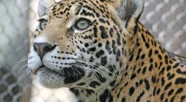 Akron Hayvanat Bahçesi’nde yer alan hayvan türlerini yakından görün