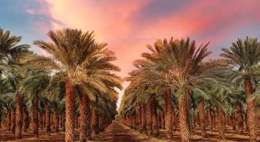 Müntezah Parkı’nda hurma ağaçlarının arasında dolaşın  