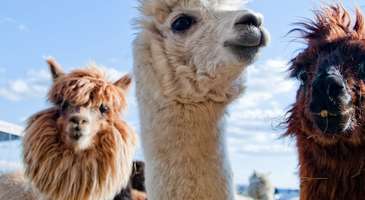 Pets Corner'da bir alpaka ile tanışın