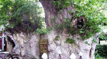 Güzelbahçe’nin doğal değerlerini ziyaret edin