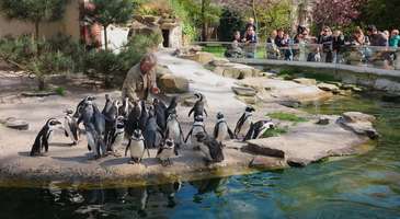 Antwerp Hayvanat Bahçesi’ne gidin