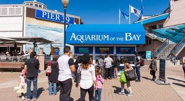 Akvaryumda mavi dünyayı keşfedin