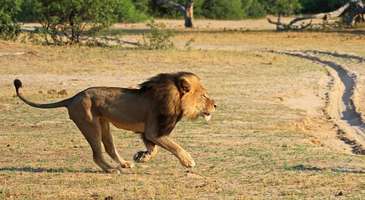 Lion Country’de safari turuna çıkın