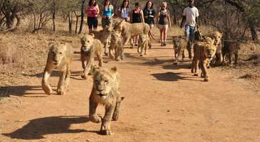 Aslan Parkı (Lion Park)