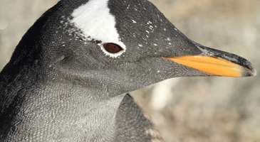 Bergen Akvaryumu’nda bulunan penguenleri görün