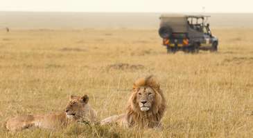 Safari yapmadan dönmeyin