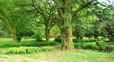 Adelaide Botanik Bahçesi’nde ilginç bitkilerle tanışın  
