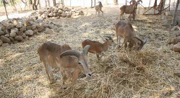 Bou-Hedma Ulusal Parkı’nda trekking yapın