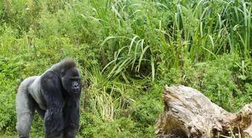 Bristol Hayvanat Bahçesi