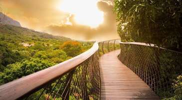 Kirstenbosch Botanik Bahçesi’nde doğanın yüzlerce rengine şahit olun 
