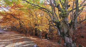 Carburn Parkı
