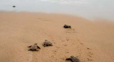 Caretta ceretta kaplumbağalarını görün 