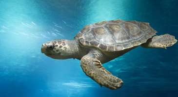 Masmavi denizinin kumlu plajlarının tadını çıkarın, Caretta Caretta’larla yüzün