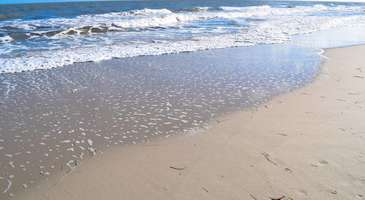 El Bahia Plajı