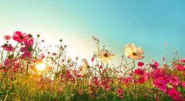 Çiçek Bahçesi’nde çiçeklerin rengine ve kokusuna karışın 