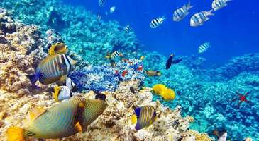 Coral Garden Parkı’nda denizlerde yaşayan canlıları görün  