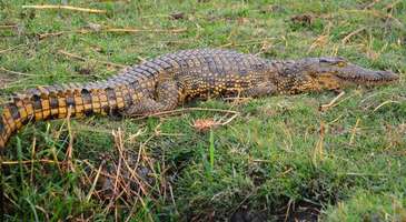 Crocoparc’da timsahları fotoğraflayın