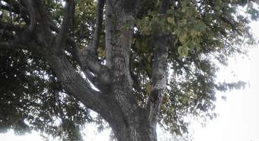 Cucamonga-Guasti Bölge Parkı’nda piknik yapın