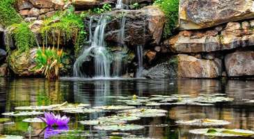 Dallas Arboretum ve Botanik Bahçesi’nde dolaşın  