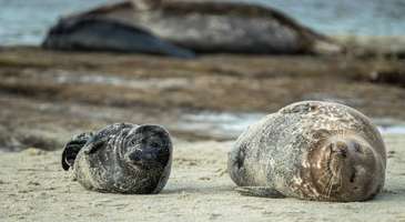 La Jolla‘da denizaslanların fotoğraflarını çekin