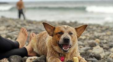 Dingo köpekleriyle tanışın