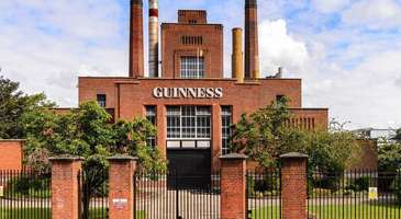 Siyah Guinness birasının keyfine varın  