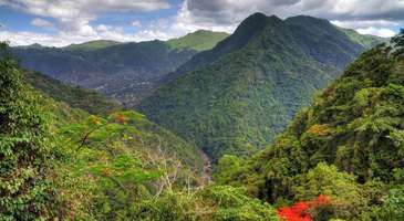 El Yunque Yağmur Ormanları’nda gezintiye çıkın