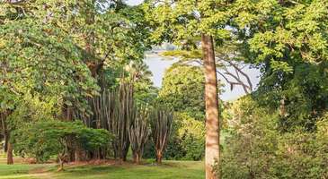 Entebbe Botanik Bahçesi