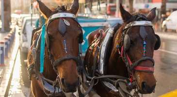 Faytonla şehirde gece turuna çıkın