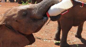 Fil Yetimhanesi'ndeki filleri besleyin