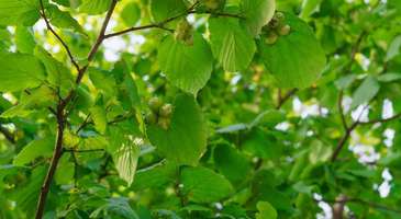 Fandoqlou Ormanı’nında yeşile doyun 