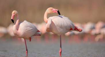 Büyük Menderes Dalyanları’ndaki flamingoları fotoğraflayın