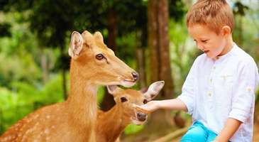 Roey Ruchey Hayvanat Bahçesi
