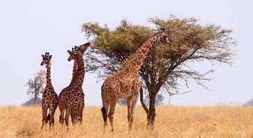 Zürafa Merkezi'nde zürafalarla vakit geçirin