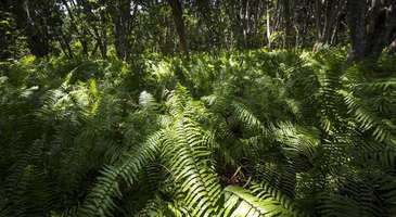 Jozani Chwaka Bay Doğal Parkı