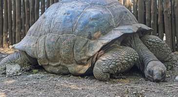 Mnarani Marine Kaplumbağa Koruma Bölgesi