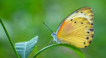 Zanzibar Kelebek Merkezi