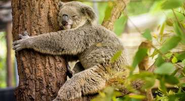 Koala koruma evini ziyaret edin 