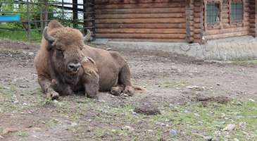 Hayvanat bahçesinde gününüze renk katın