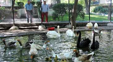 Kuğulu Park'ta kuğuları besleyin