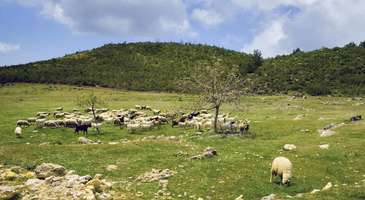 Kuzu Yaylası’nda piknik yapın