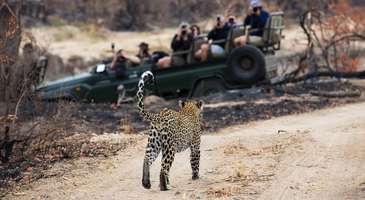 Dünyada nadir bulunan leoparları görün