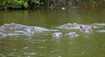 Mburo Gölü Doğal Parkı