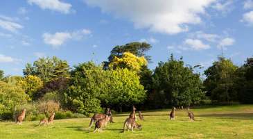 Melbourne Hayvanat Bahçesi’ni ziyaret edin