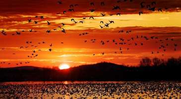 Büyük göçe şahit olun