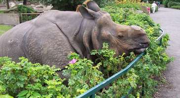 Tierpark Hayvanat Bahçesi’ni ziyaret edin  
