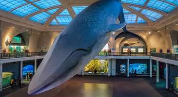 Doğa Tarihi ve Teknoloji Müzesi’nde bir gün geçirin