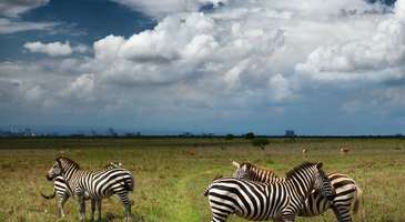 Nairobi Milli Parkı