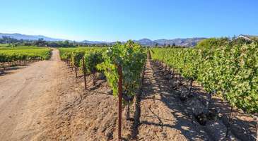 Napa ve Sonoma’da şarapları tadın 